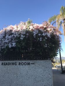 honeysuckle Santa Barbara