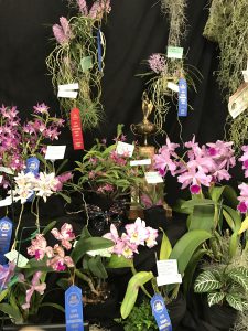 Santa Barbara orchid show