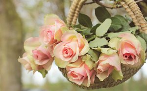 basket of roses