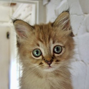 Kitten Fur