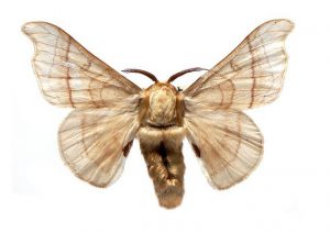 female silk moth