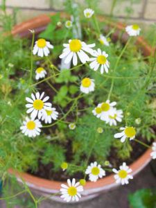 Chamomile plant