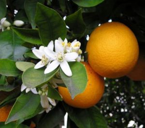 neroli