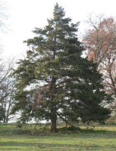 Cedar tree