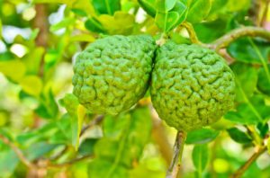 Bergamot fruit