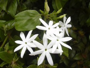 Wikimedia Commons Jasminum