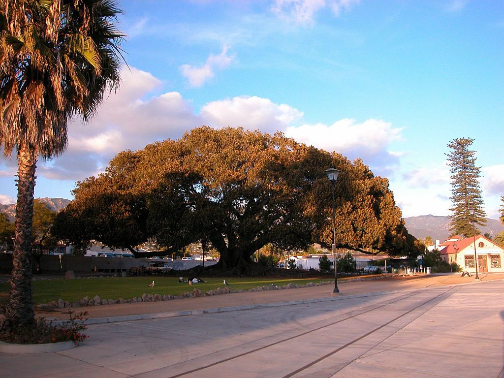 Morton Bay Fig Tree in Santa Barbara, CA